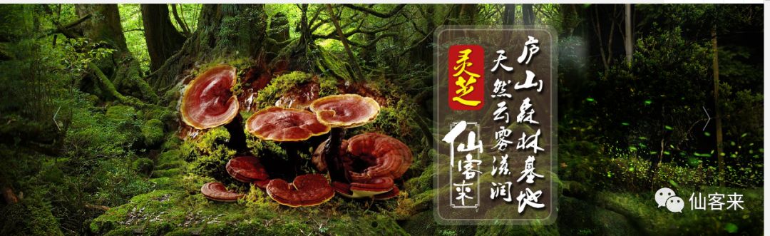 杭州亞運會官方靈芝產(chǎn)品供應商|杭州亞運會官方供應商|中國靈芝十大品牌|仙客來靈芝|仙客來靈芝破壁孢子粉|仙客來孢子油|仙客來靈芝飲片|仙客來破壁孢子粉|靈芝孢子油|孢子粉|靈芝破壁孢子粉|靈芝|中華老字號