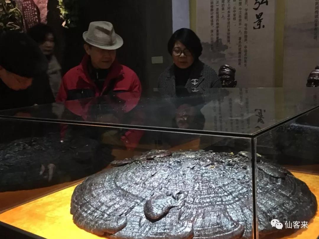 中國靈芝十大品牌|仙客來靈芝|仙客來靈芝破壁孢子粉|仙客來孢子油|仙客來靈芝飲片|仙客來破壁孢子粉|仙客來靈芝中藥飲片|馳名商標|www.aimlin.com|