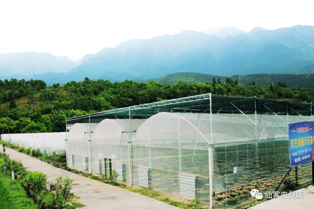 中國靈芝十大品牌|仙客來靈芝|仙客來靈芝破壁孢子粉|仙客來孢子油|仙客來靈芝飲片|仙客來破壁孢子粉|仙客來靈芝中藥飲片|馳名商標(biāo)|www.aimlin.com|