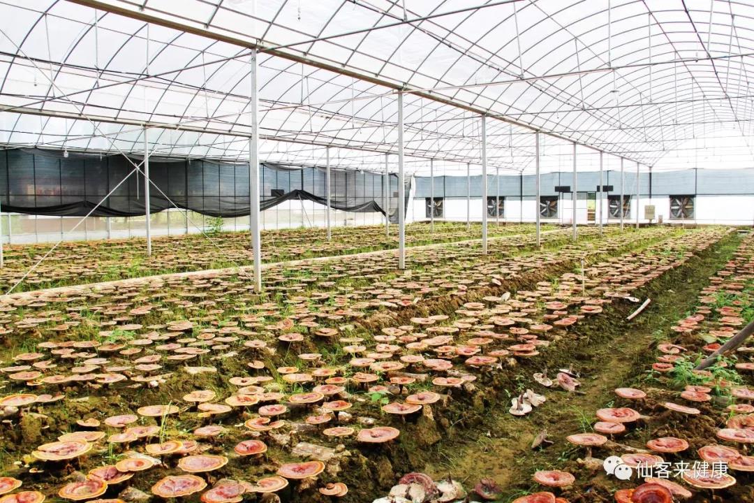 中國靈芝十大品牌|仙客來靈芝|仙客來靈芝破壁孢子粉|仙客來孢子油|仙客來靈芝飲片|仙客來破壁孢子粉|仙客來靈芝中藥飲片|馳名商標(biāo)|www.aimlin.com|