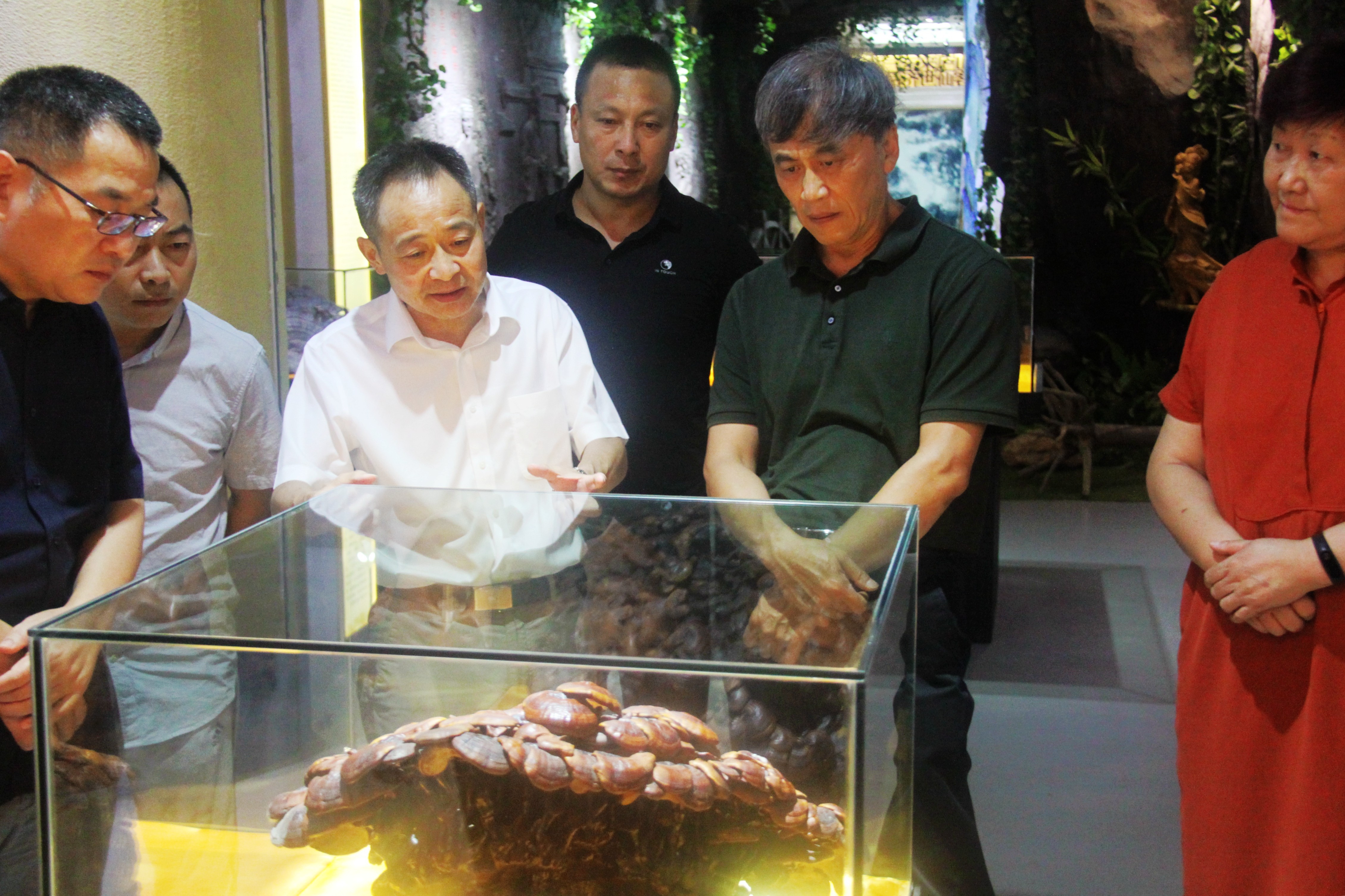 中國(guó)靈芝十大品牌|仙客來(lái)靈芝|仙客來(lái)靈芝破壁孢子粉|仙客來(lái)孢子油|仙客來(lái)靈芝飲片|仙客來(lái)破壁孢子粉|仙客來(lái)靈芝中藥飲片|馳名商標(biāo)|www.aimlin.com|