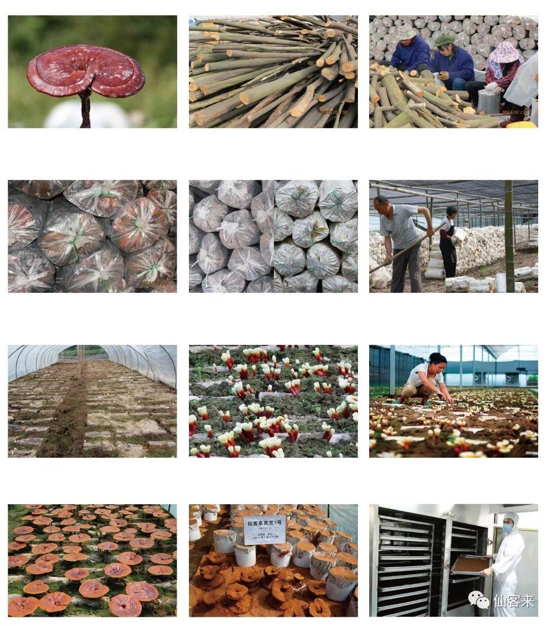 中國靈芝十大品牌|仙客來靈芝|仙客來靈芝破壁孢子粉|仙客來孢子油|仙客來靈芝飲片|仙客來破壁孢子粉|仙客來靈芝中藥飲片|馳名商標(biāo)|www.aimlin.com|