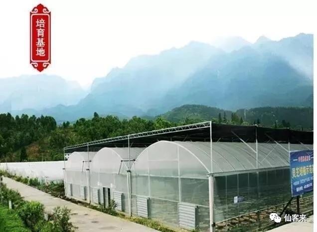 中國(guó)靈芝十大品牌|仙客來(lái)靈芝|仙客來(lái)靈芝破壁孢子粉|仙客來(lái)孢子油|仙客來(lái)靈芝飲片|仙客來(lái)破壁孢子粉|仙客來(lái)靈芝中藥飲片|馳名商標(biāo)|www.aimlin.com|