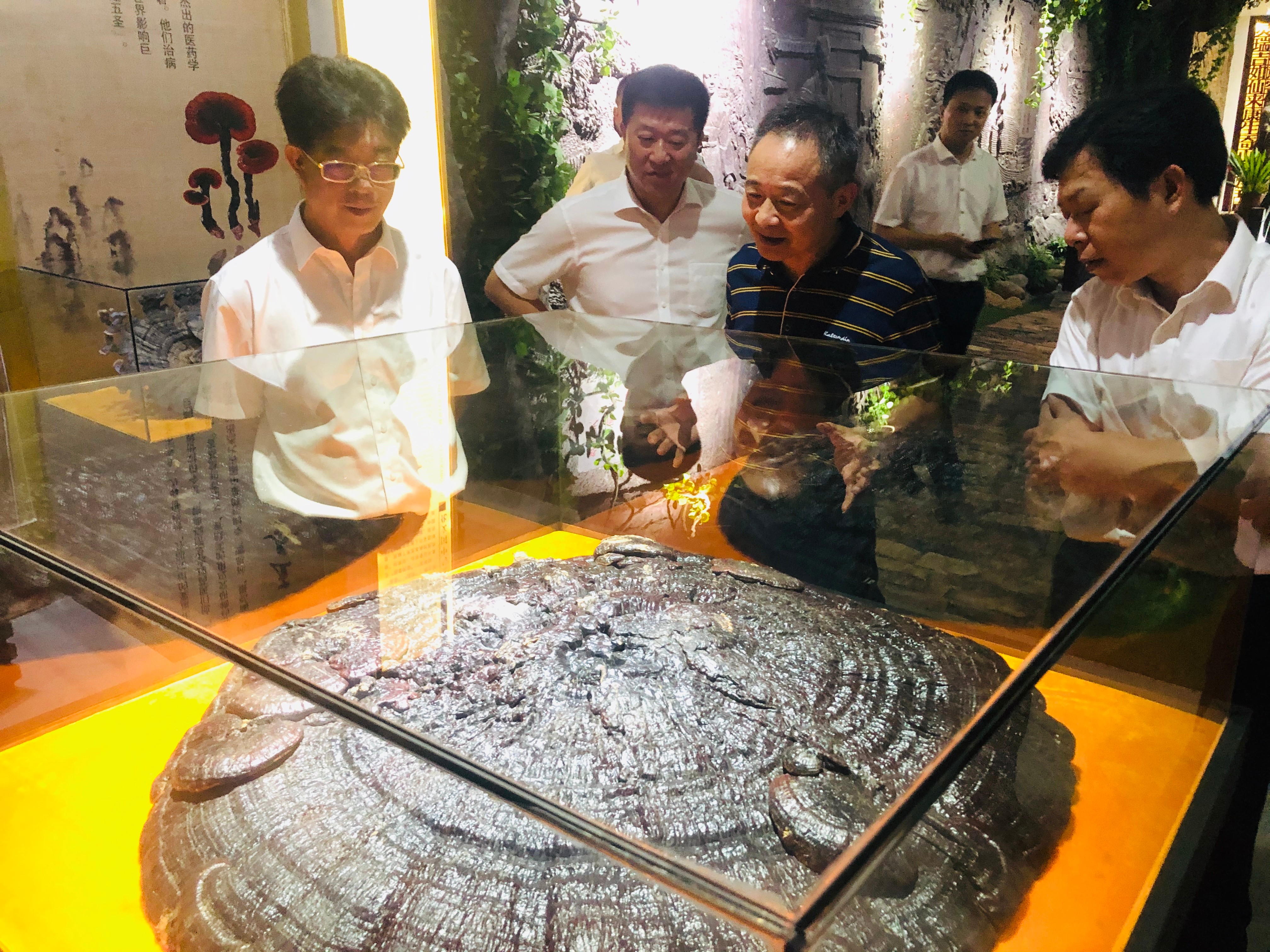 杭州亞運(yùn)會(huì)官方靈芝產(chǎn)品供應(yīng)商|杭州亞運(yùn)會(huì)官方供應(yīng)商|中國(guó)靈芝十大品牌|仙客來(lái)靈芝|仙客來(lái)靈芝破壁孢子粉|仙客來(lái)孢子油|仙客來(lái)靈芝飲片|仙客來(lái)破壁孢子粉|靈芝孢子油|孢子粉|靈芝破壁孢子粉|靈芝|中華老字號(hào)