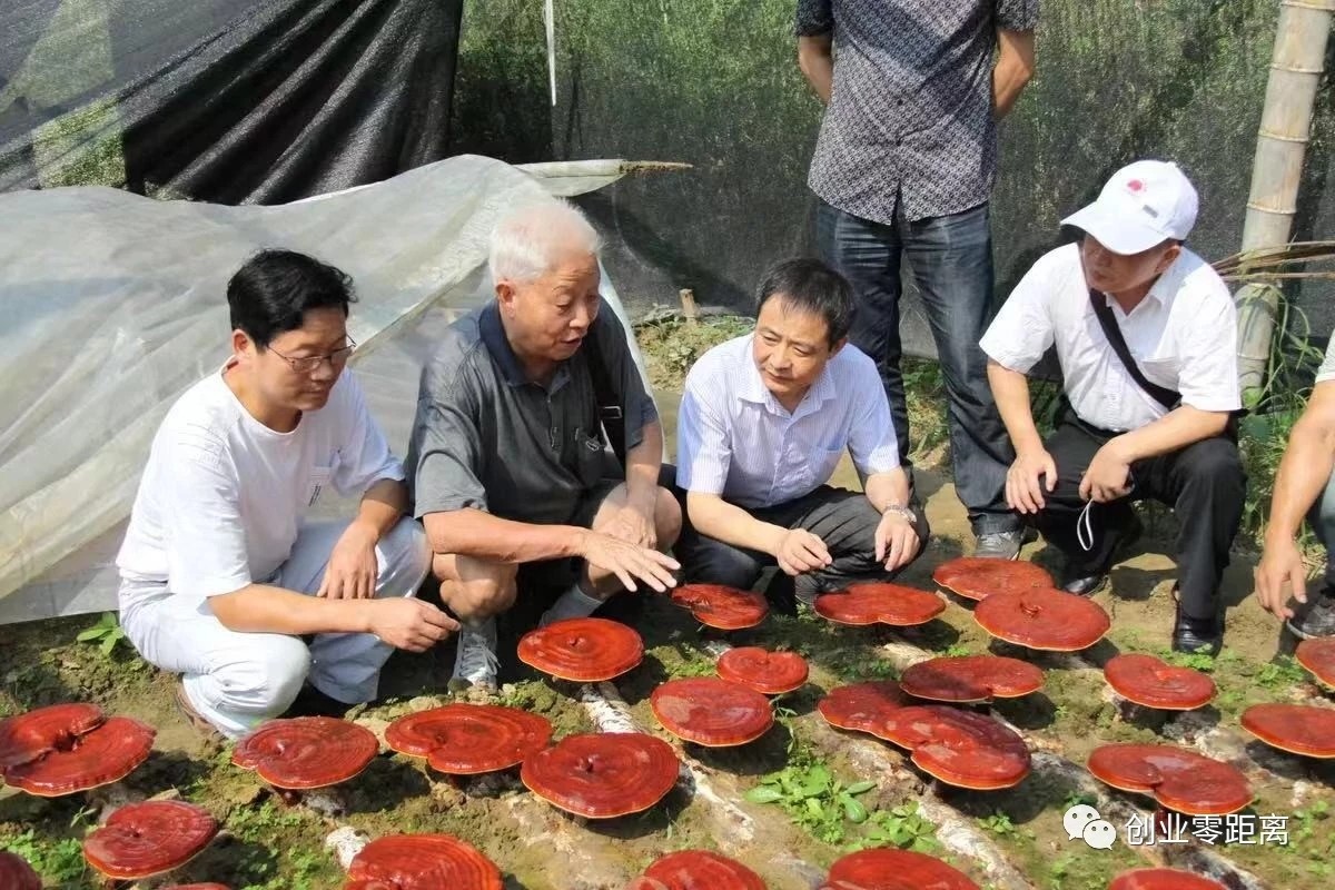杭州亞運會官方靈芝產品供應商|杭州亞運會官方供應商|中國靈芝十大品牌|仙客來靈芝|仙客來靈芝破壁孢子粉|仙客來孢子油|仙客來靈芝飲片|仙客來破壁孢子粉|靈芝孢子油|孢子粉|靈芝破壁孢子粉|靈芝|中華老字號