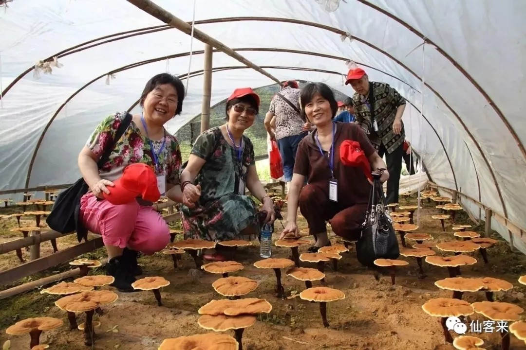 杭州亞運(yùn)會(huì)官方靈芝產(chǎn)品供應(yīng)商|杭州亞運(yùn)會(huì)官方供應(yīng)商|中國靈芝十大品牌|仙客來靈芝|仙客來靈芝破壁孢子粉|仙客來孢子油|仙客來靈芝飲片|仙客來破壁孢子粉|靈芝孢子油|孢子粉|靈芝破壁孢子粉|靈芝|中華老字號