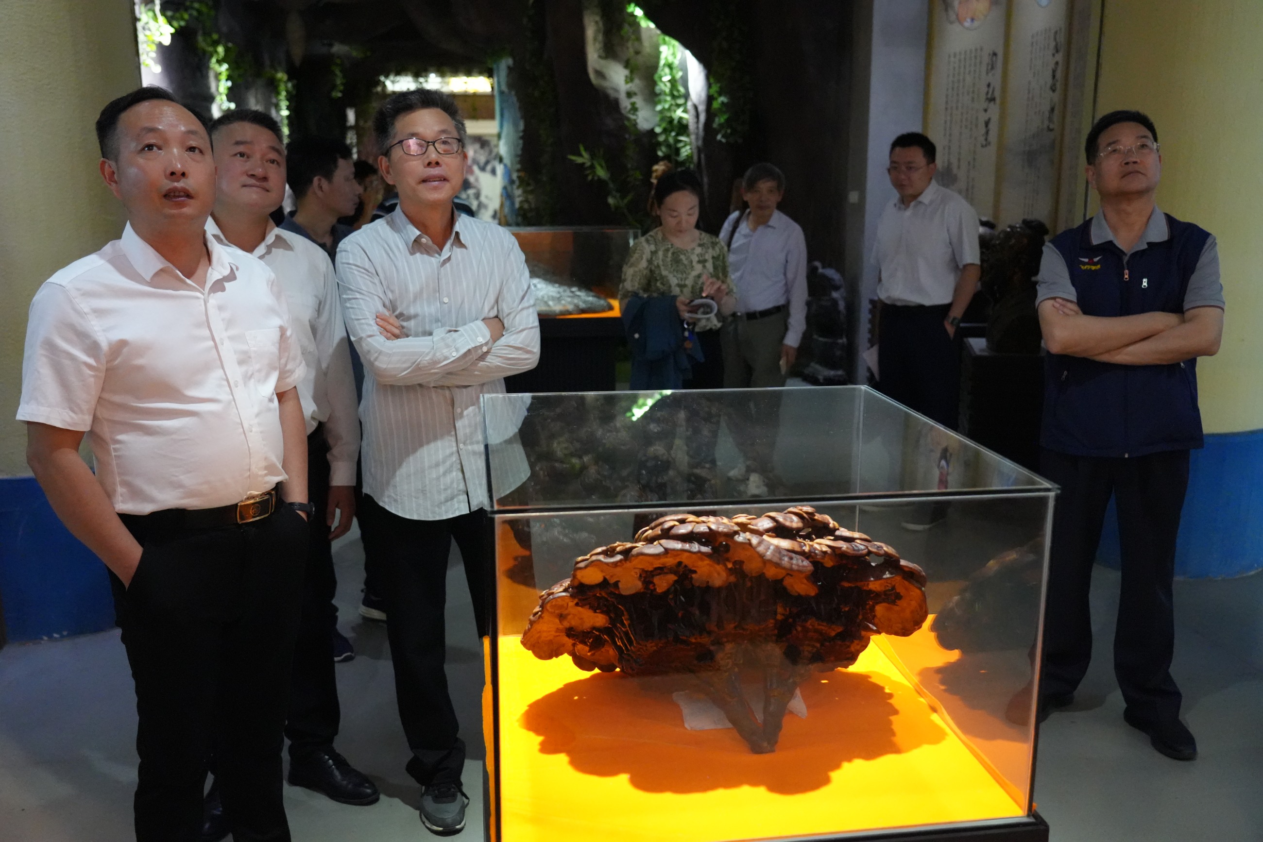 杭州亞運會官方靈芝產(chǎn)品供應商|杭州亞運會官方供應商|中國靈芝十大品牌|仙客來靈芝|仙客來靈芝破壁孢子粉|仙客來孢子油|仙客來靈芝飲片|仙客來破壁孢子粉|靈芝孢子油|孢子粉|靈芝破壁孢子粉|靈芝|中華老字號