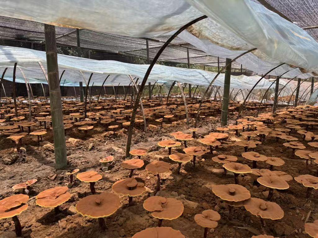 杭州亞運(yùn)會(huì)官方靈芝產(chǎn)品供應(yīng)商|杭州亞運(yùn)會(huì)官方供應(yīng)商|中國靈芝十大品牌|仙客來靈芝|仙客來靈芝破壁孢子粉|仙客來孢子油|仙客來靈芝飲片|仙客來破壁孢子粉|靈芝孢子油|孢子粉|靈芝破壁孢子粉|靈芝|中華老字號(hào) 杭州亞運(yùn)會(huì)官方靈芝產(chǎn)品供應(yīng)商|杭州亞運(yùn)會(huì)官方供應(yīng)商|中國靈芝十大品牌|仙客來靈芝|仙客來靈芝破壁孢子粉|仙客來孢子油|仙客來靈芝飲片|仙客來破壁孢子粉|靈芝孢子油|孢子粉|靈芝破壁孢子粉|靈芝|中華老字號(hào)