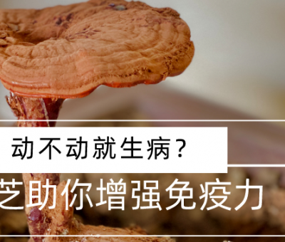 靈芝，預(yù)防您夏季上“火”